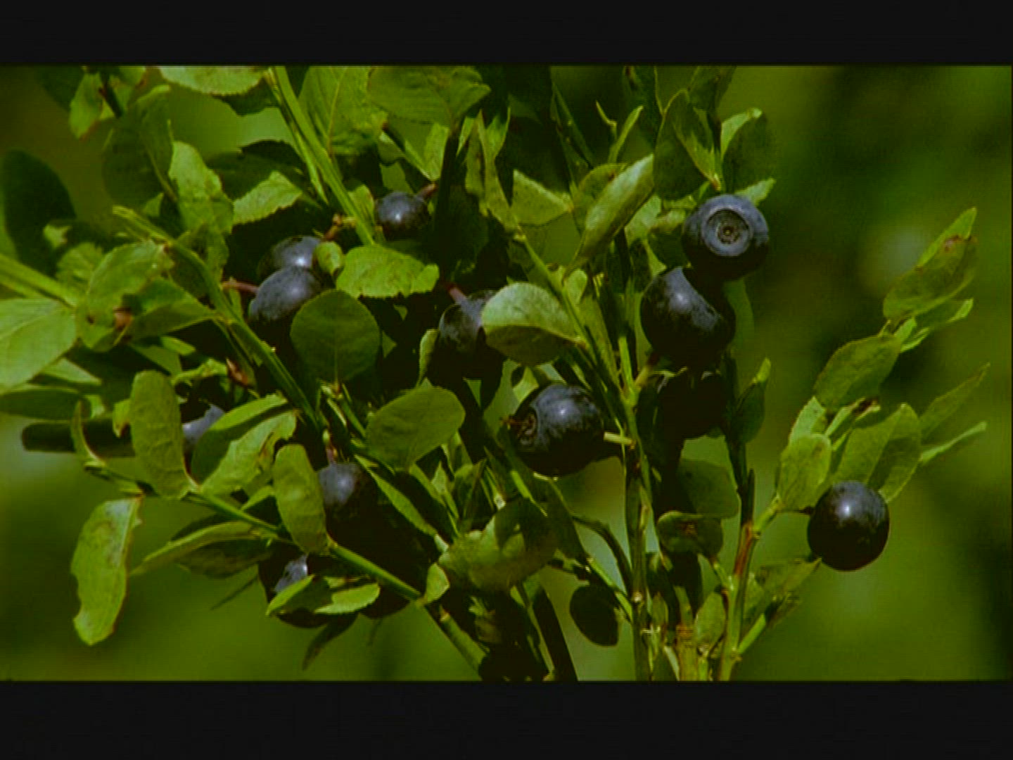 459789604 / Woman / Picking / Blue Berry / Sweden