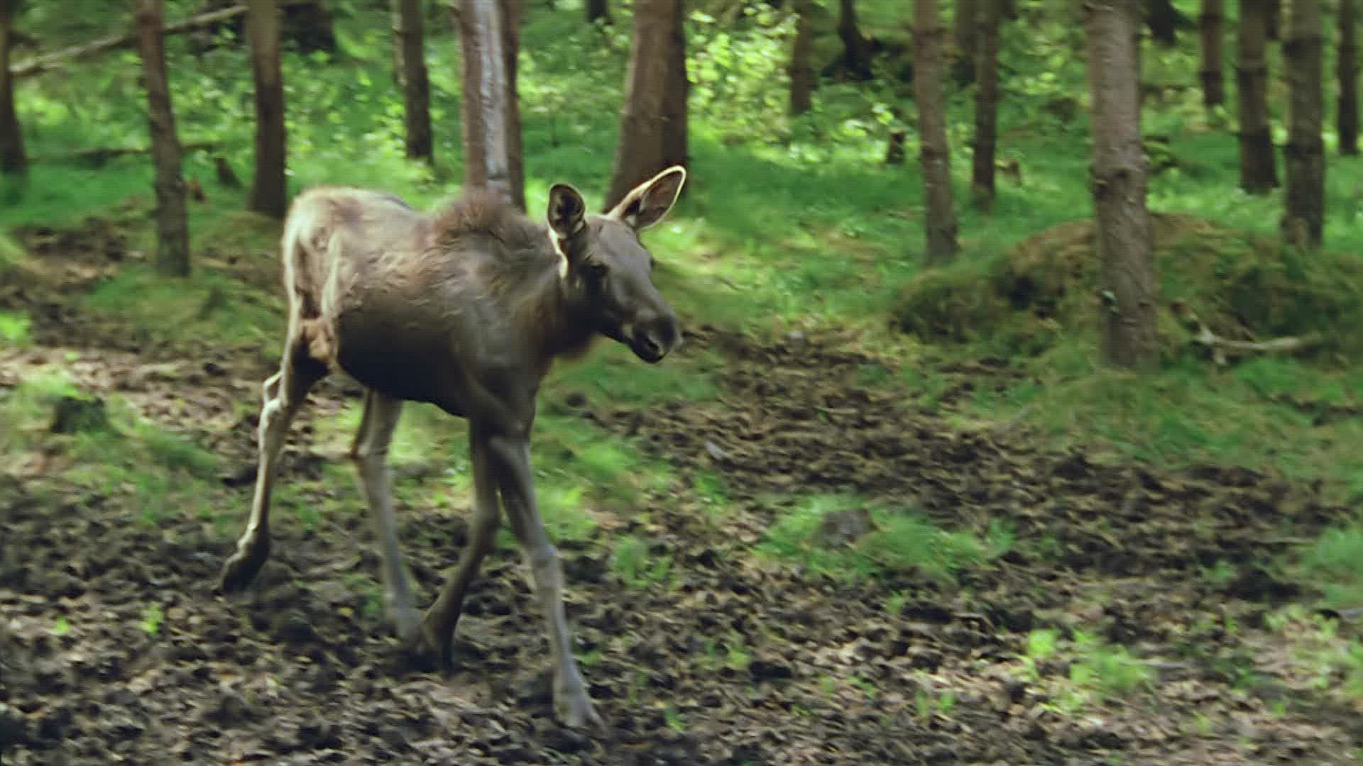 308559037 / Moose Calf / Forest