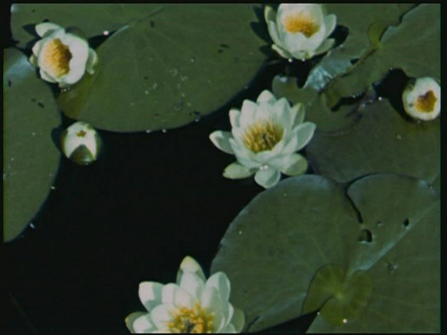 475607206 / Water Lily / Pond / Sweden / 1947-1948