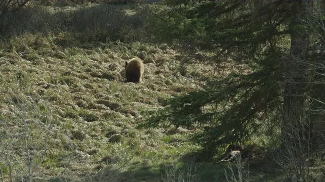 4K Grizzly Bear Walking 2