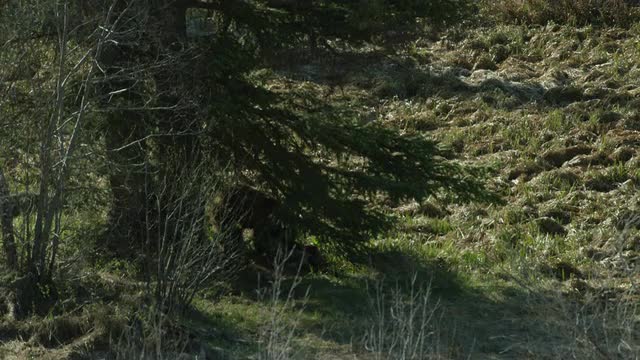 4K Grizzly Bear Feeding