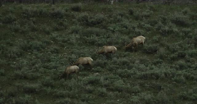 5K Elk Eating