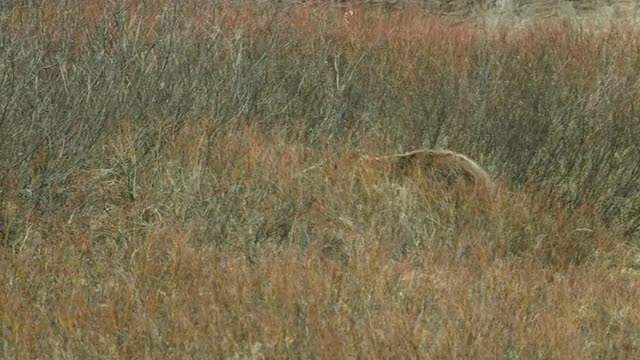 5K Grizzly Bear Walking