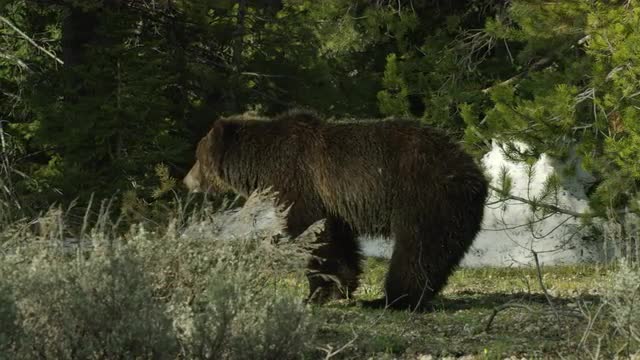 5K Grizzly Bear