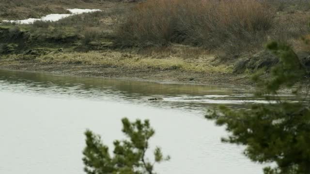 5K Grizzly Cub Swimming 1