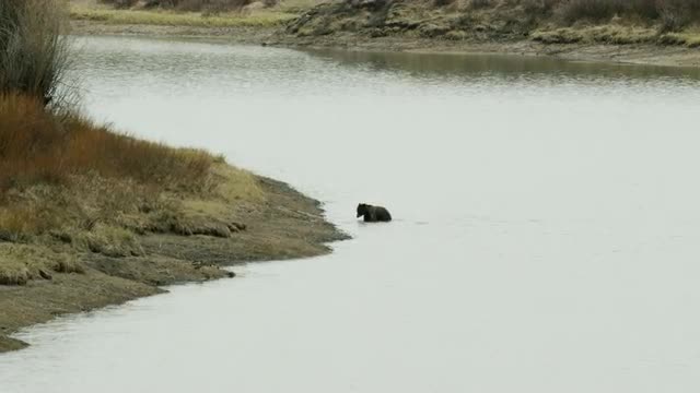 5K Grizzly Cub Swimming 2