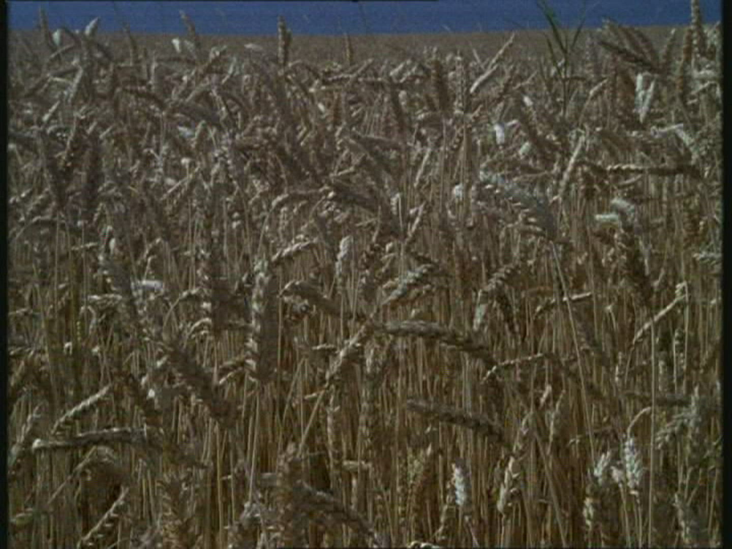 451684279 / Wheat Field / Spike / Sweden