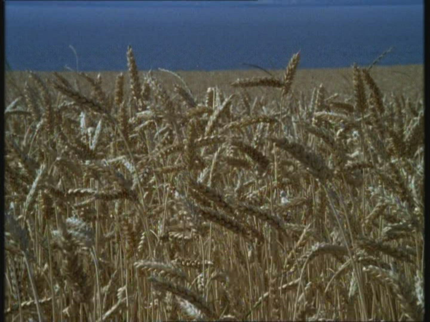 800693635 / Wheat Field / Spike / Sweden