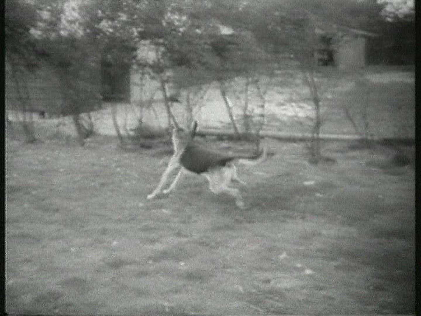 297314514 / Bizarre / Trash &amp; Style / 1950-1959