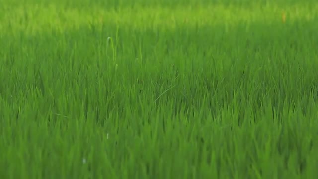 Rice Paddy close up slow motion