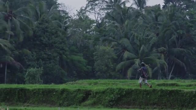 Rice farmer head to work