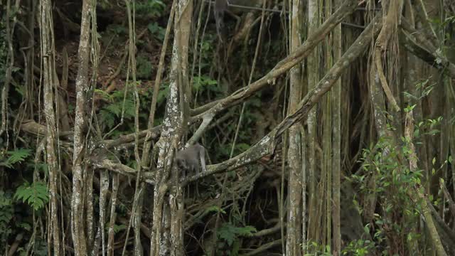 Monkey Forest