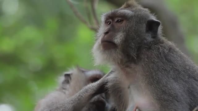 Monkey Forest