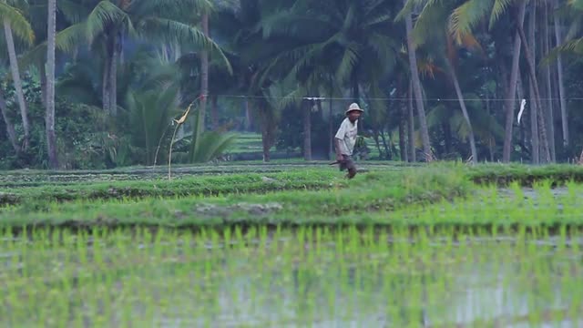 Rice farmer