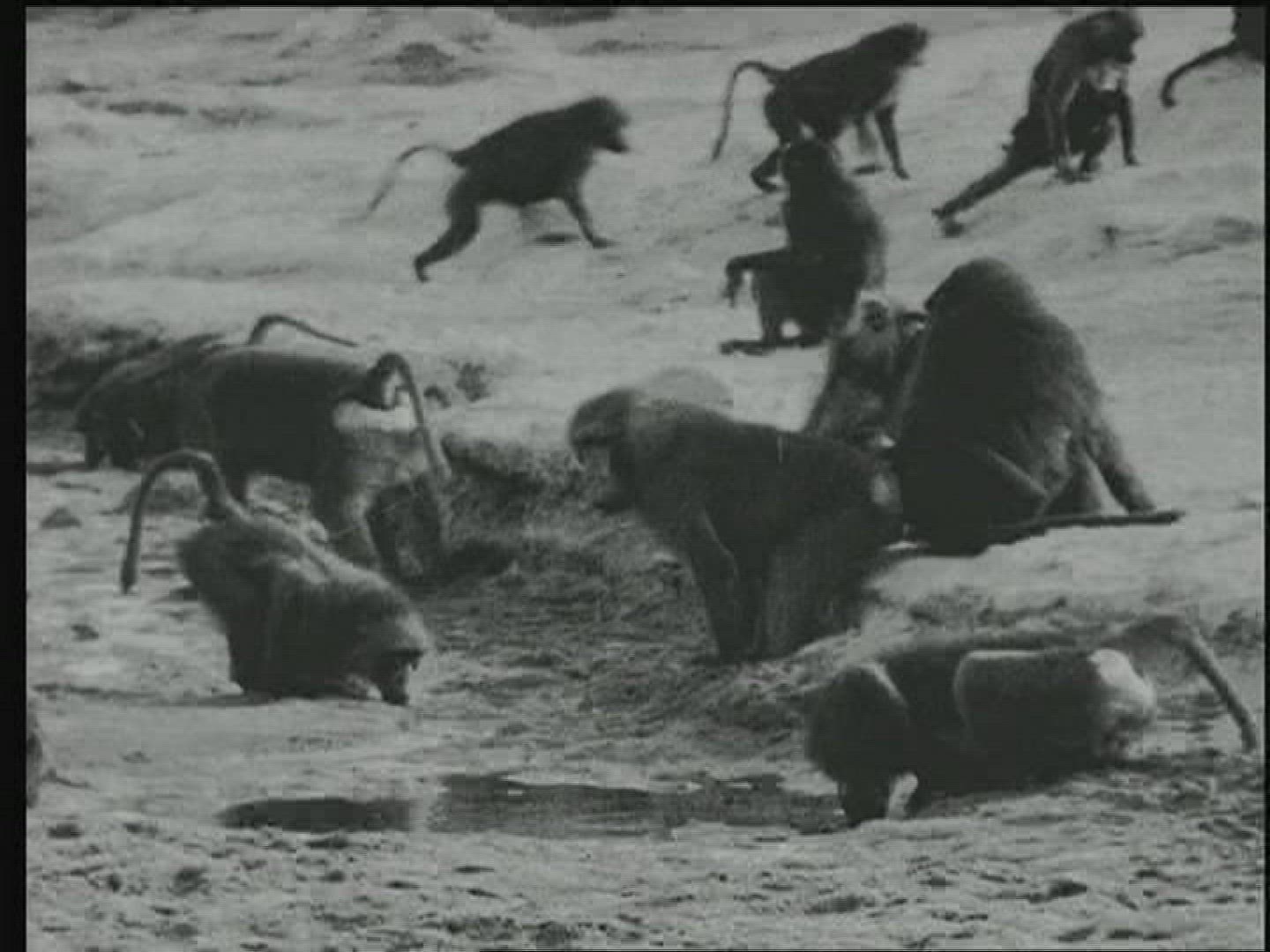 674037541 / Animal / Water Place / British East Africa / 1919