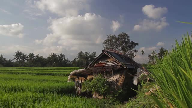 Shack in the Rice Field
