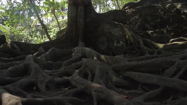Ancient tree of Goa Gajah