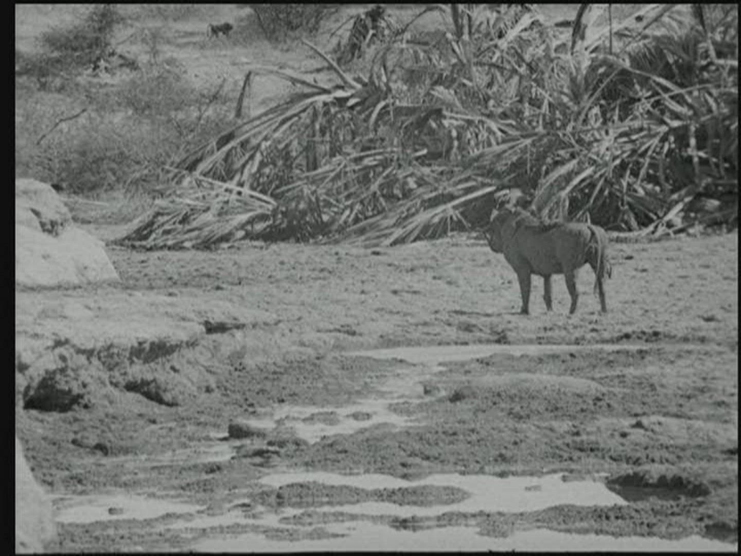 440328801 / Animal / Water Place / British East Africa / 1919