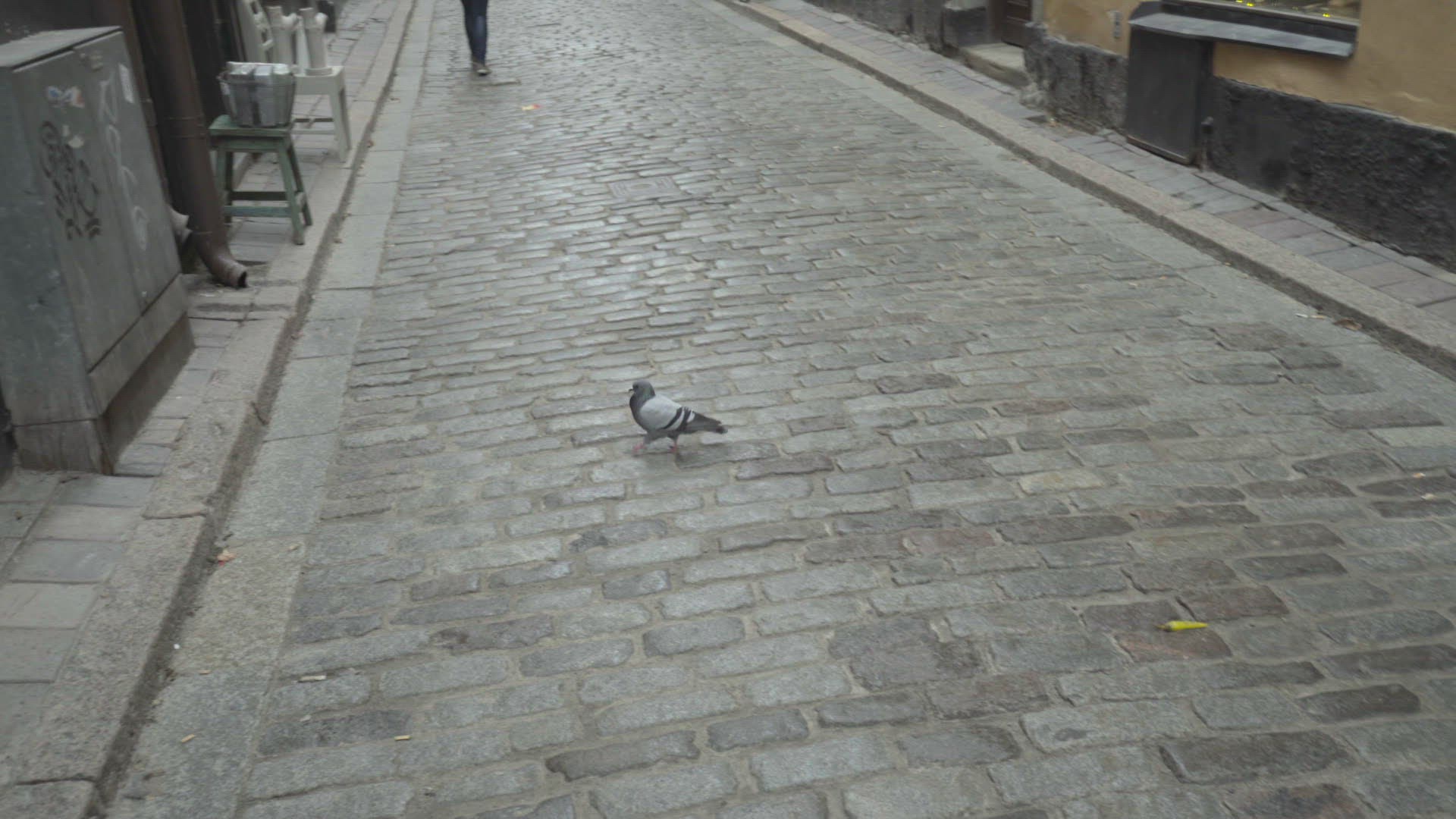191548019 / Child / Pigeon / Following