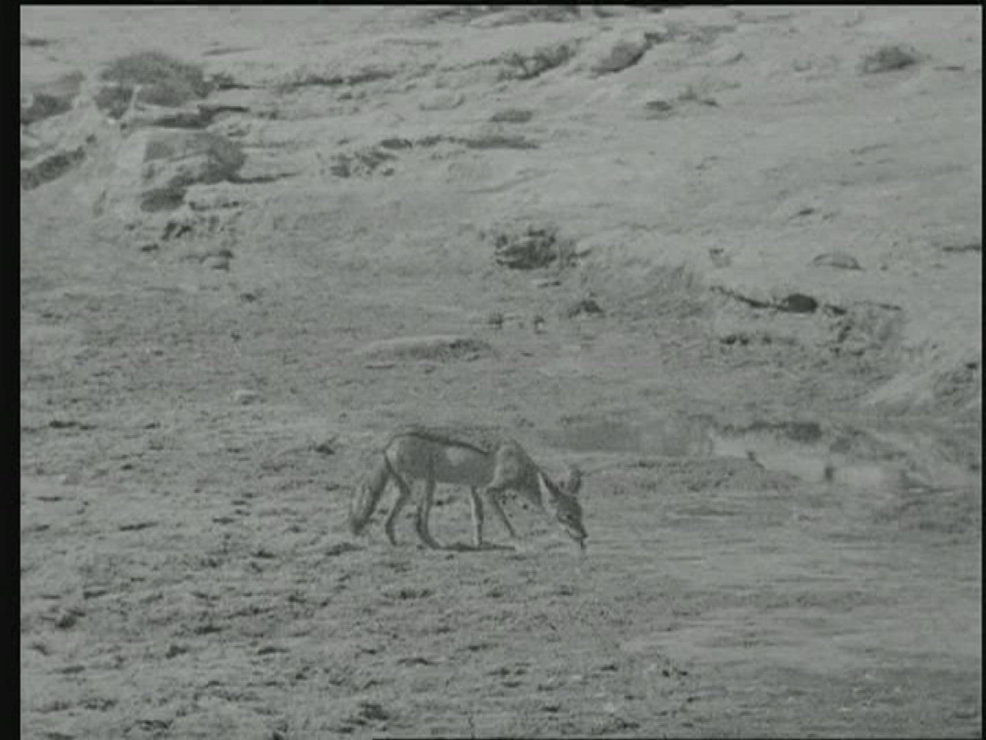 513546824 / Animal / Water Place / British East Africa / 1919