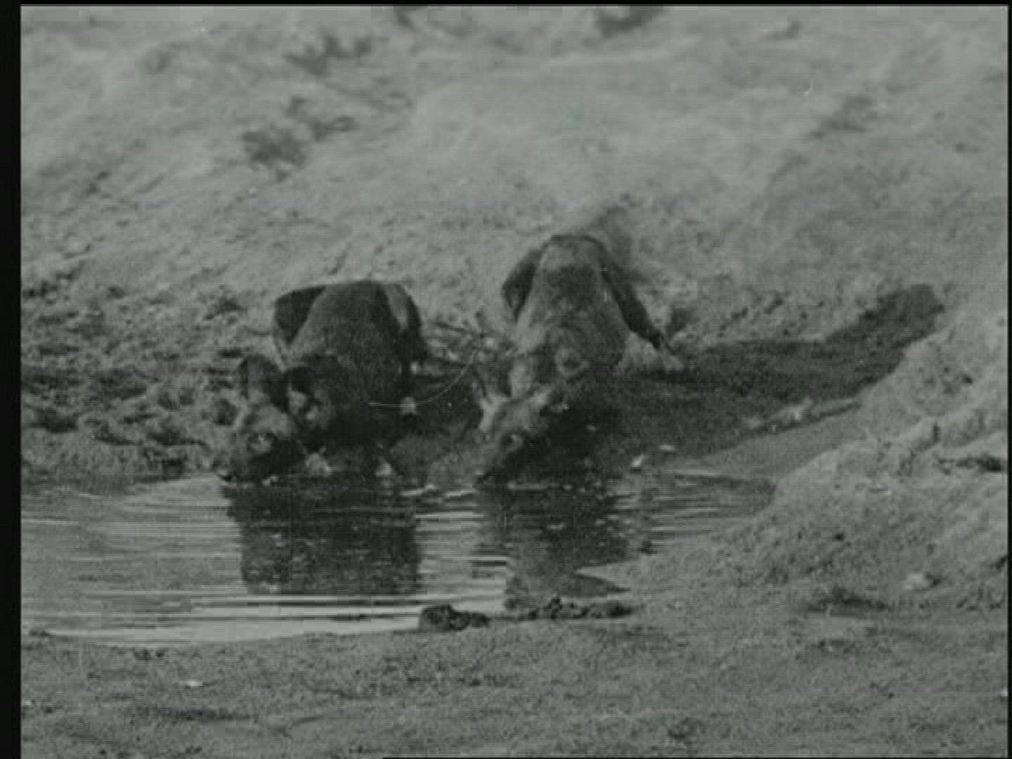 995067624 / Animal / Water Place / British East Africa / 1919