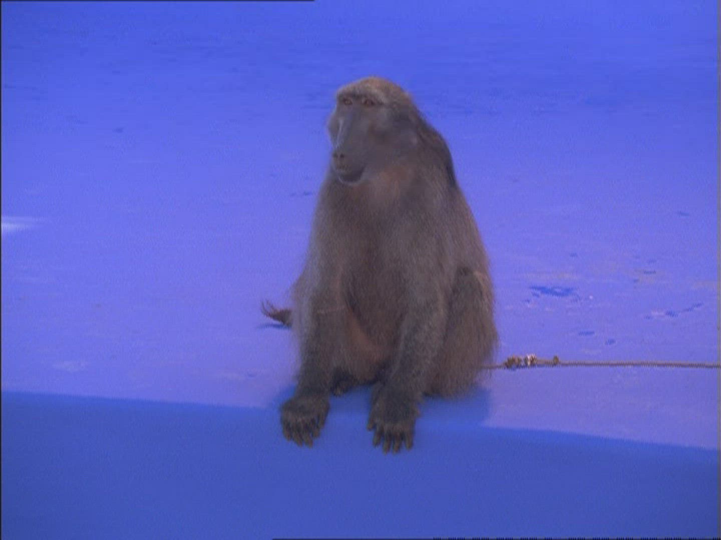 477929421 / Baboon / Compositing