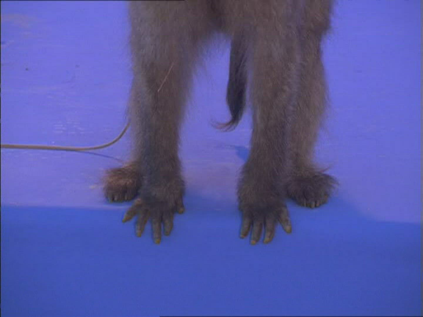 154406445 / Baboon / Compositing