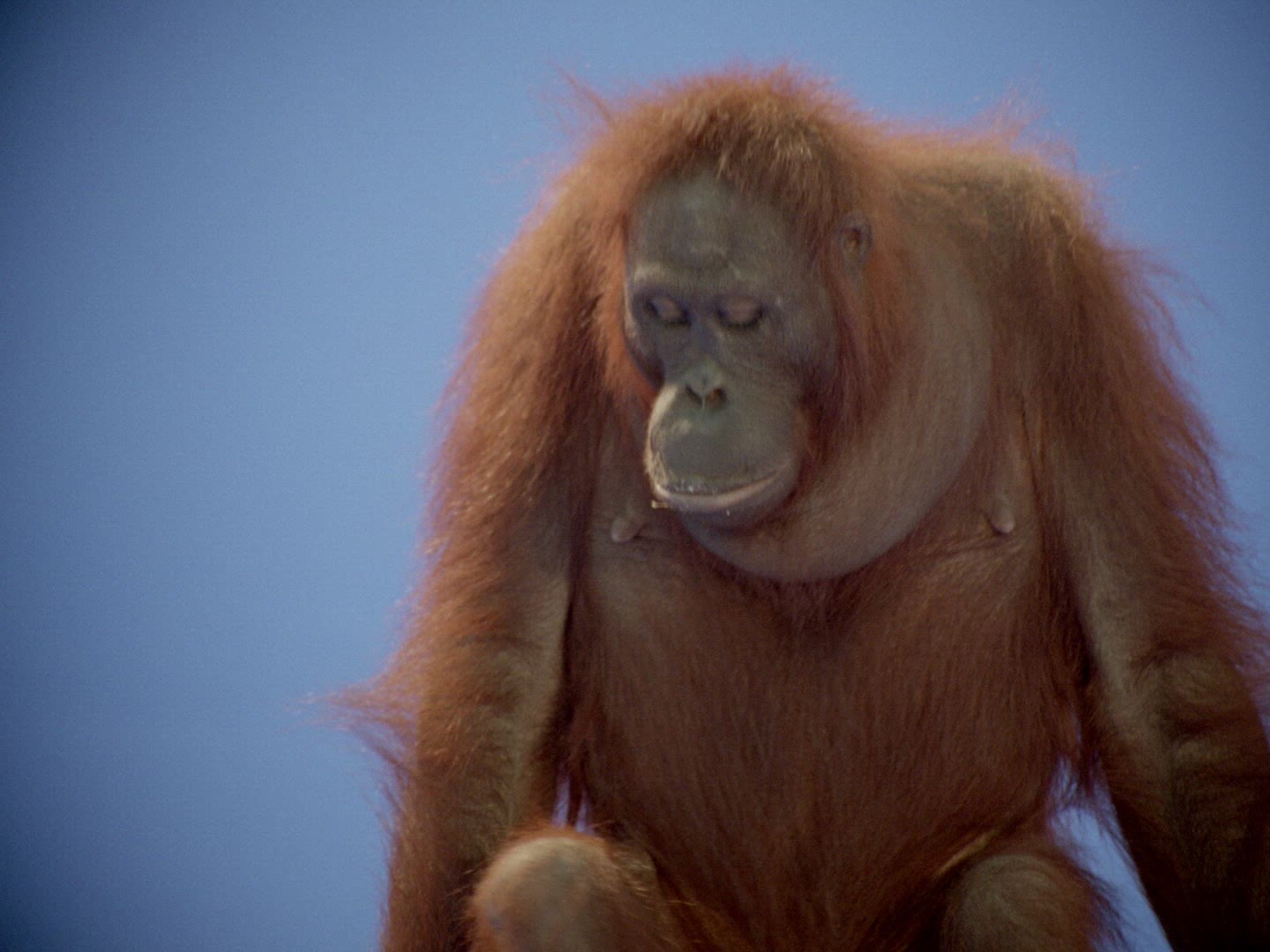 199345415 / Orangutan / Female / Compositing