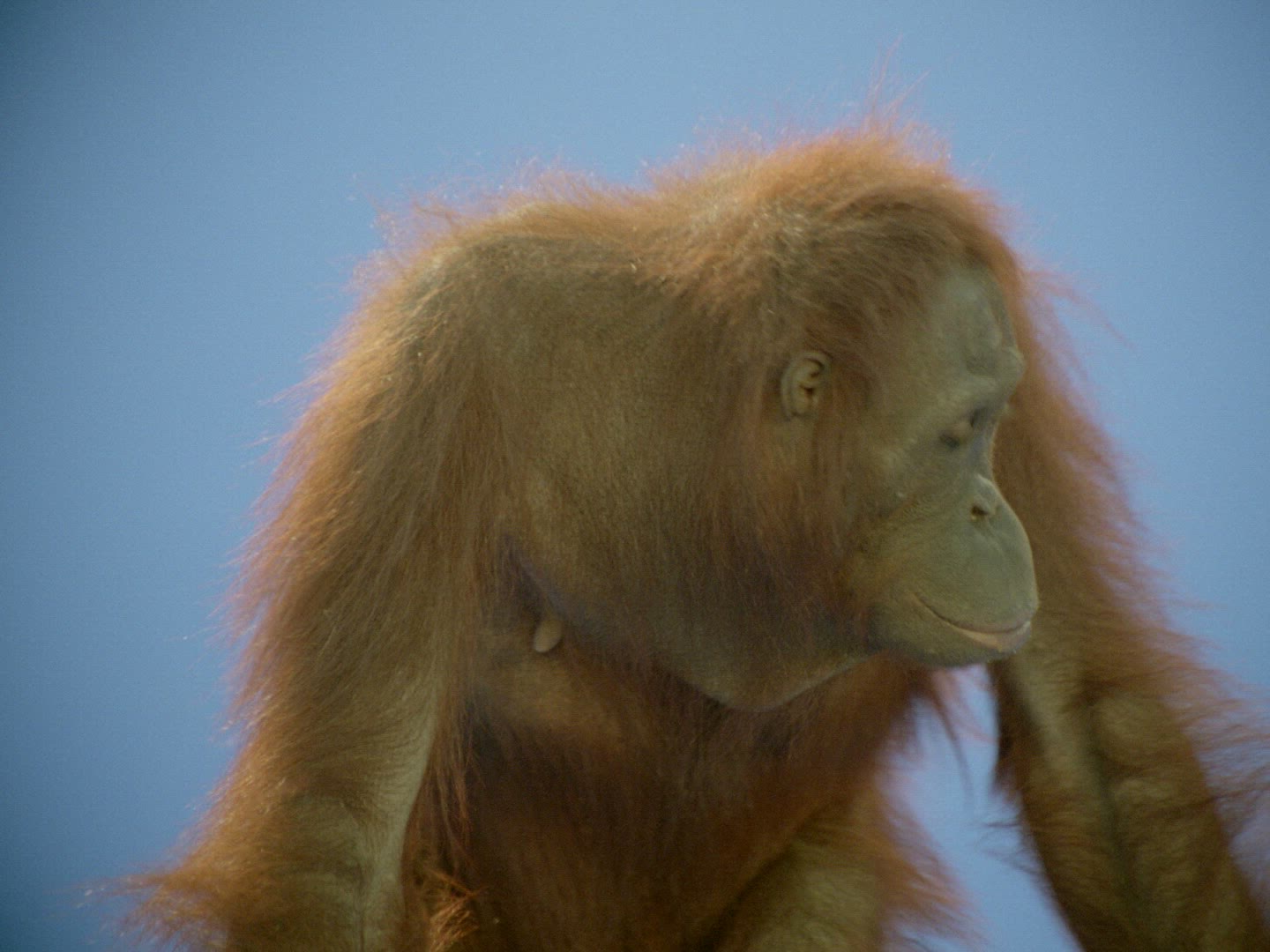 393342780 / Orangutan / Female / Compositing
