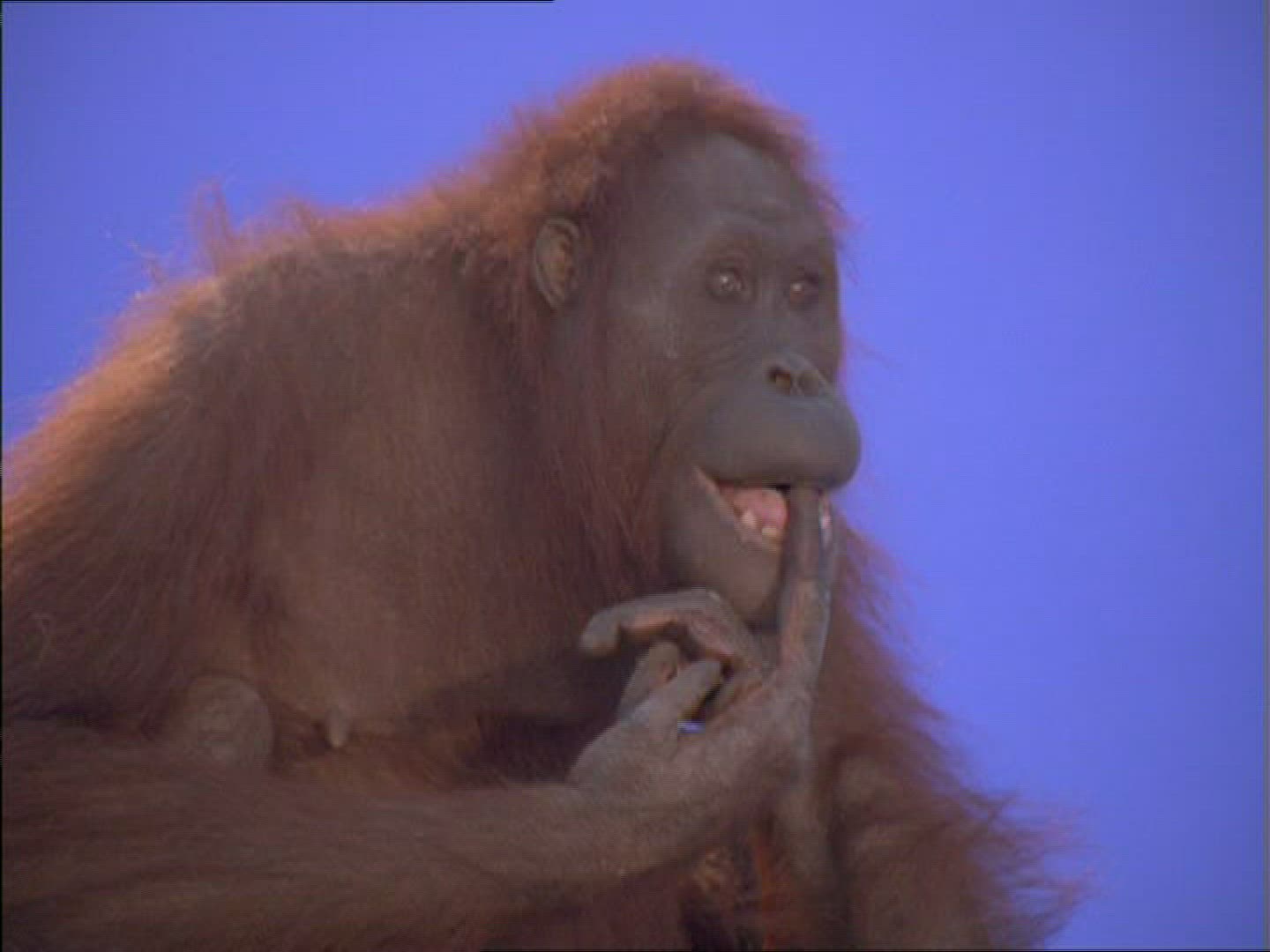481289164 / Orangutan / Female / Compositing