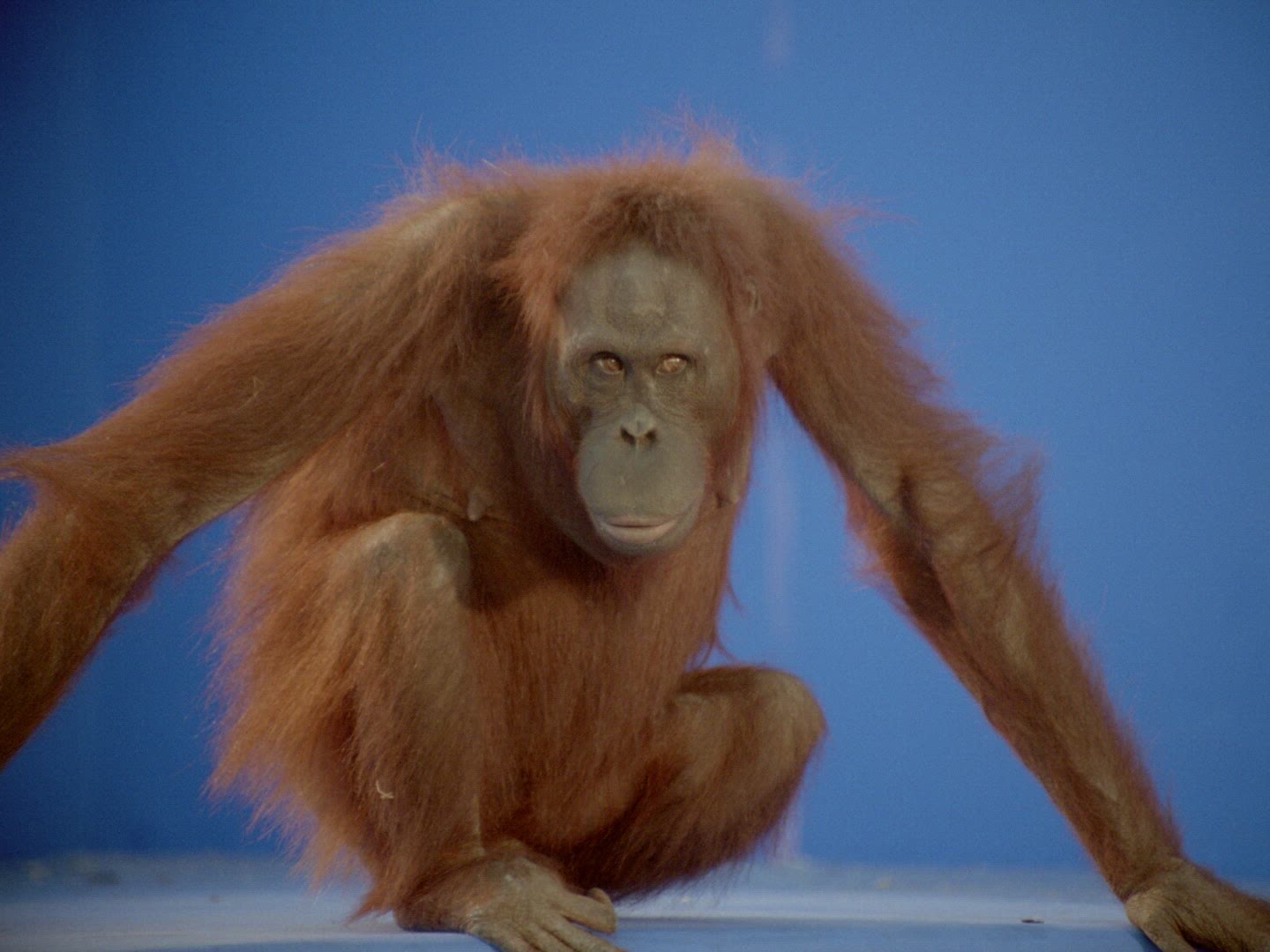 703750049 / Orangutan / Female / Compositing