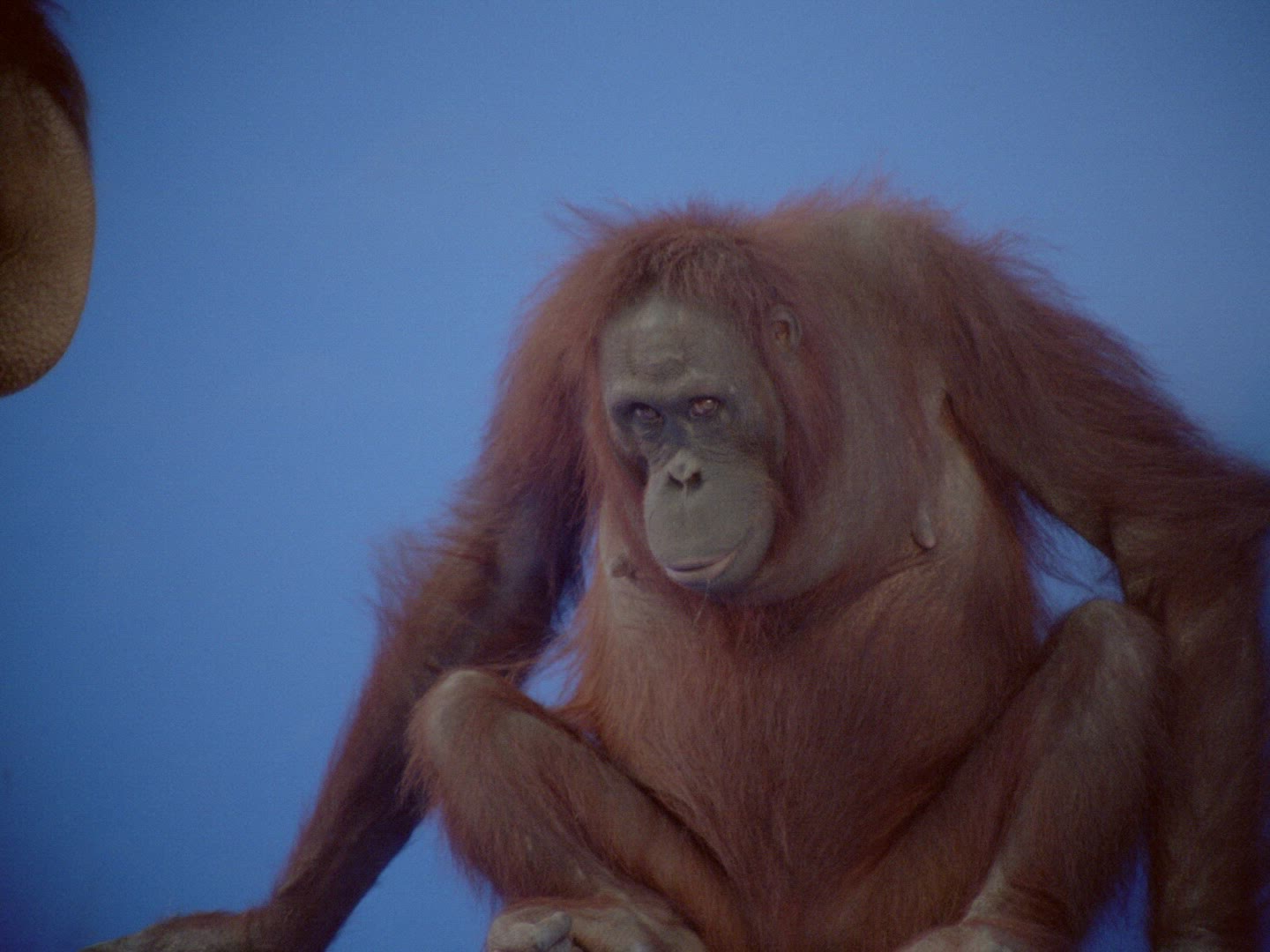 686710727 / Orangutan / Female / Compositing