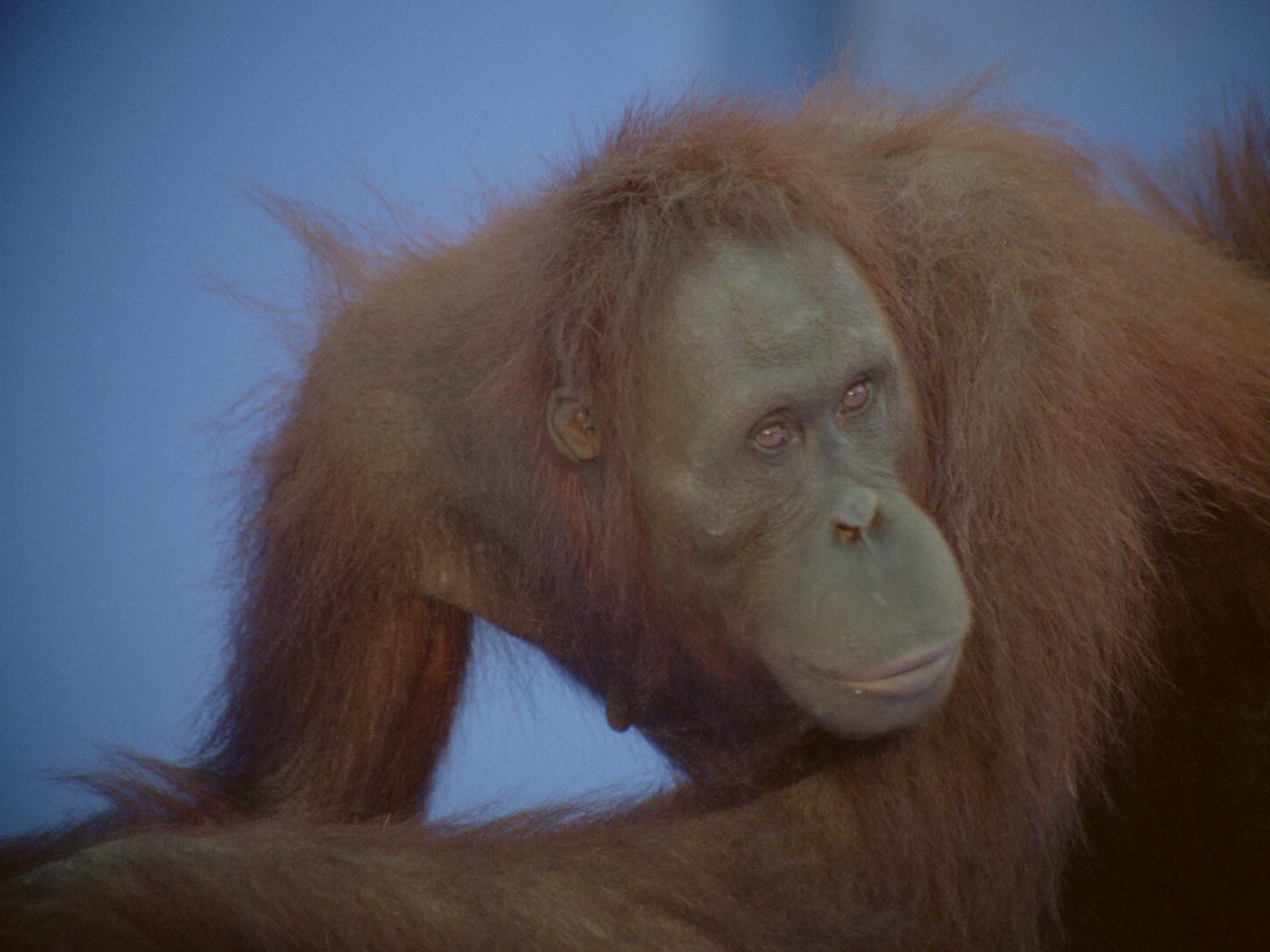610903011 / Orangutan / Female / Compositing