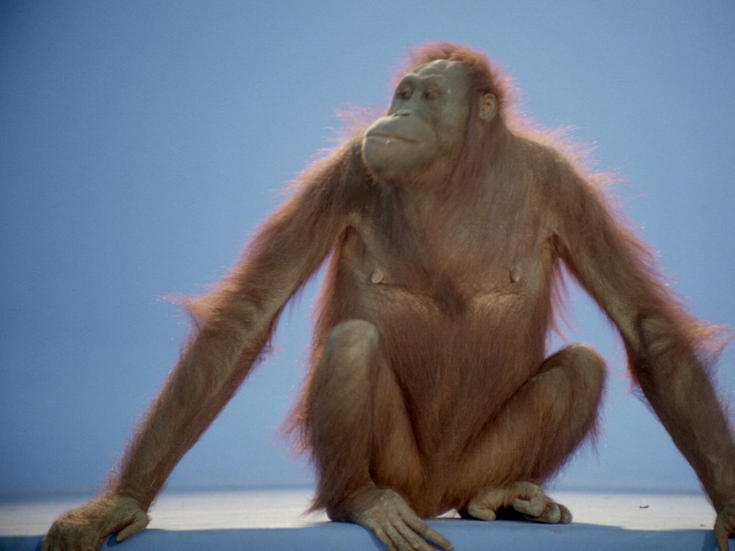 112813873 / Orangutan / Female / Compositing