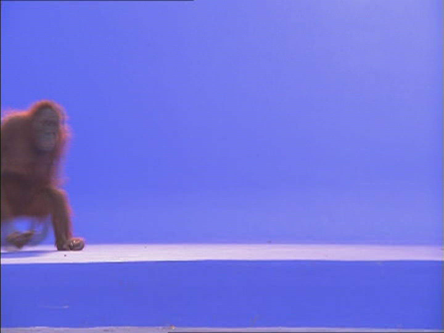 180274545 / Orangutan / Female / Compositing