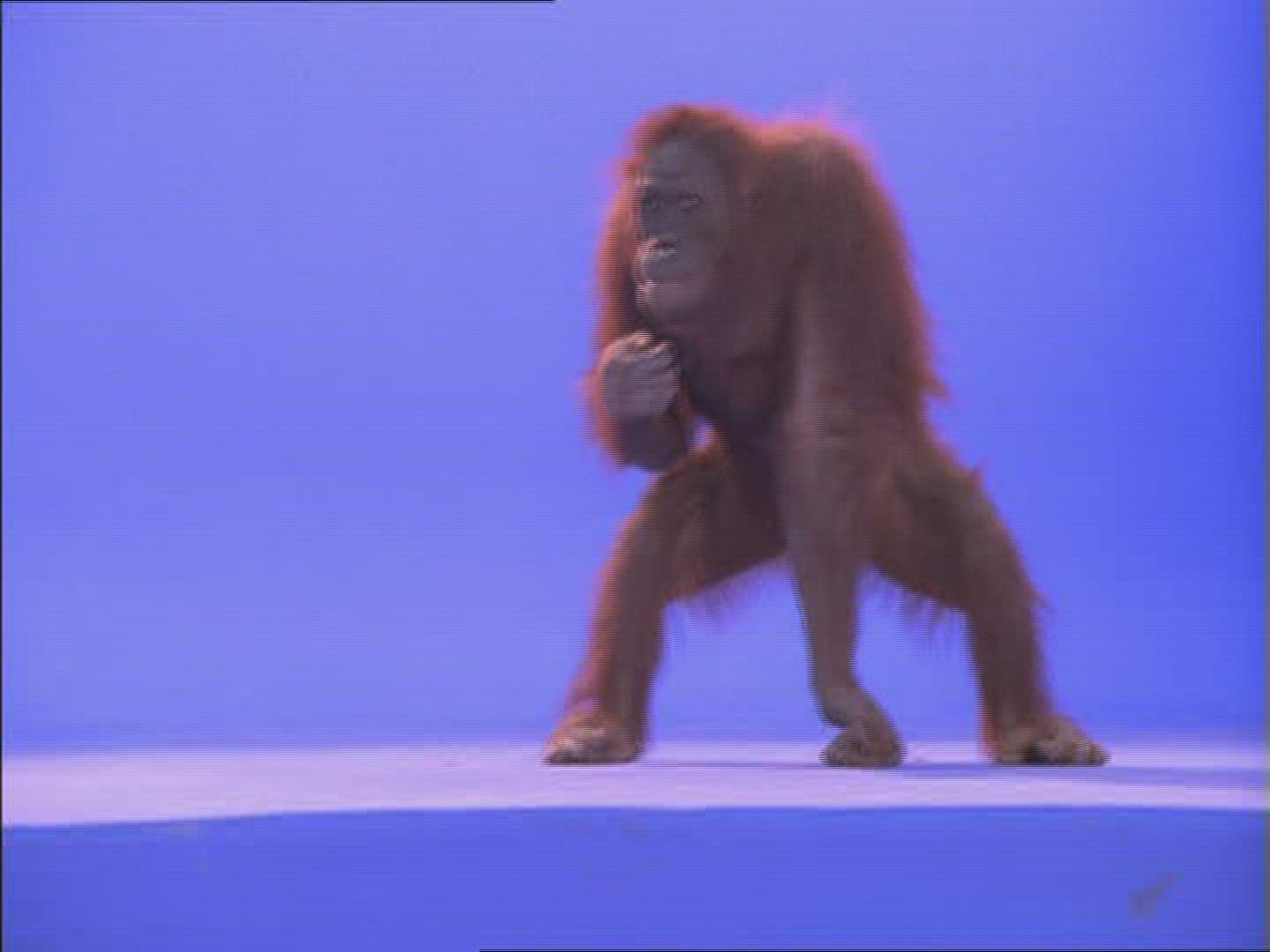 847775699 / Orangutan / Female / Compositing