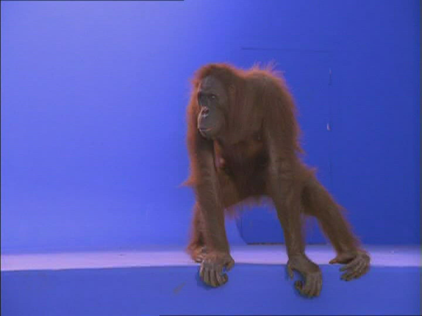 615691200 / Orangutan / Female / Compositing
