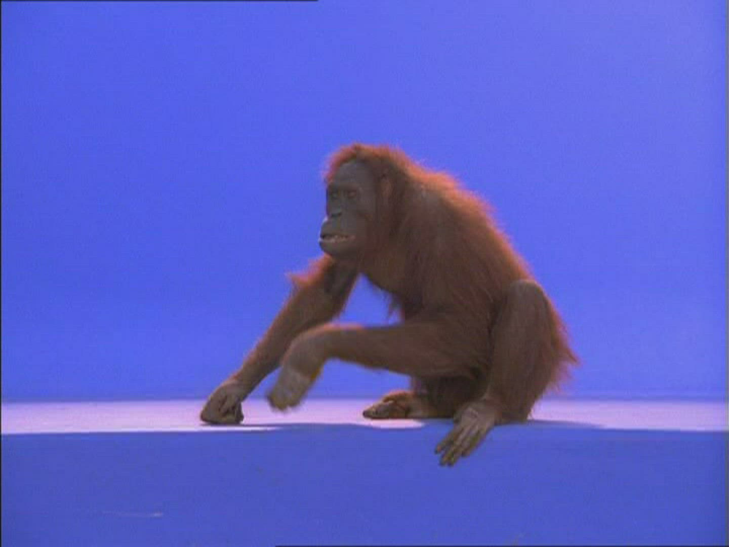 202278732 / Orangutan / Female / Compositing