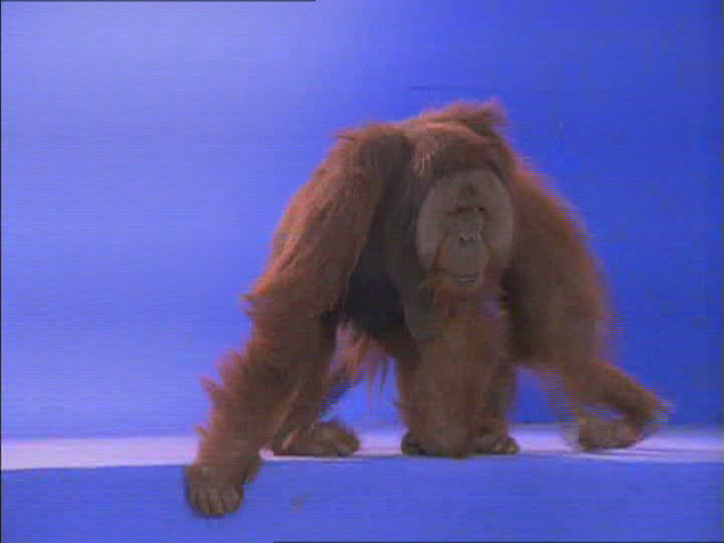 717184292 / Orangutan / Female / Compositing