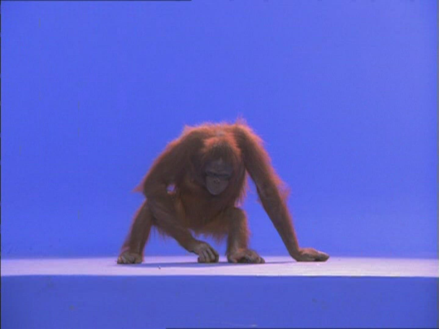 679464374 / Orangutan / Female / Compositing