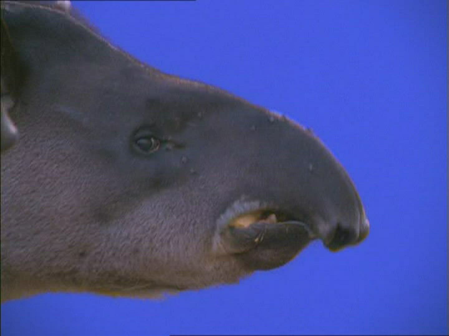 375460007 / Tapir / Compositing