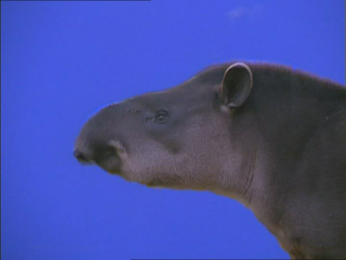 840978563 / Tapir / Compositing