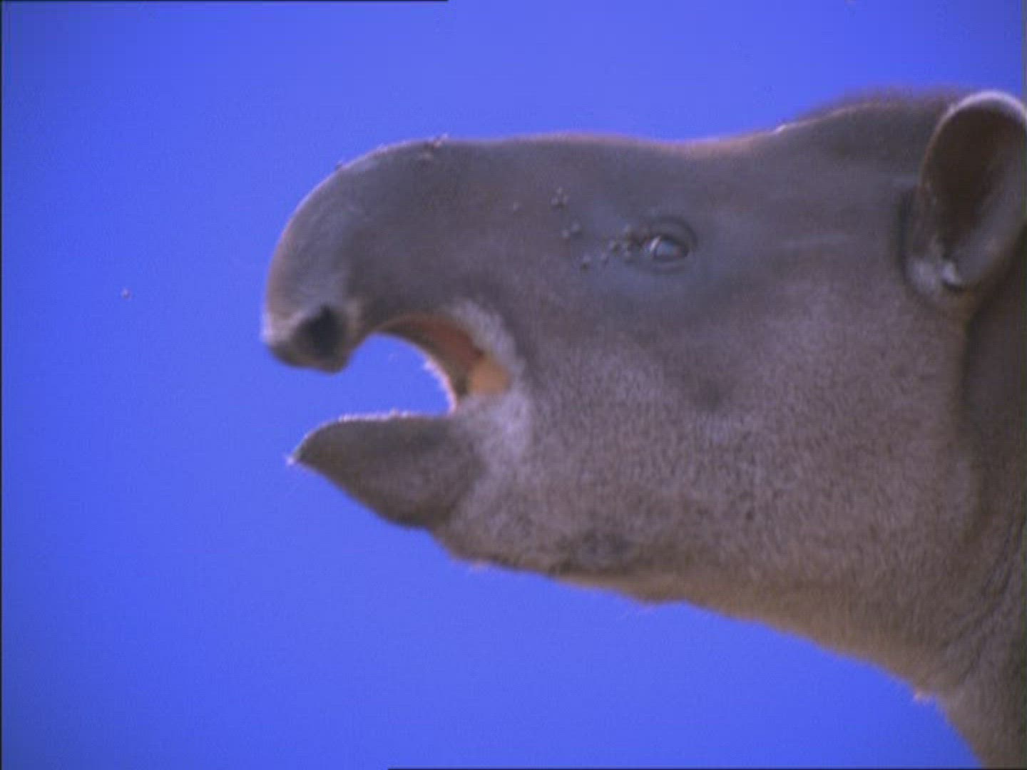 608790662 / Tapir / Compositing