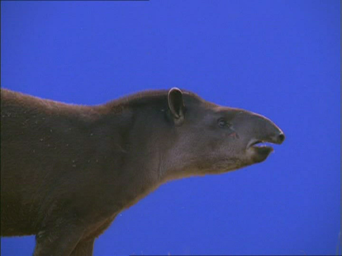 189876650 / Tapir / Compositing