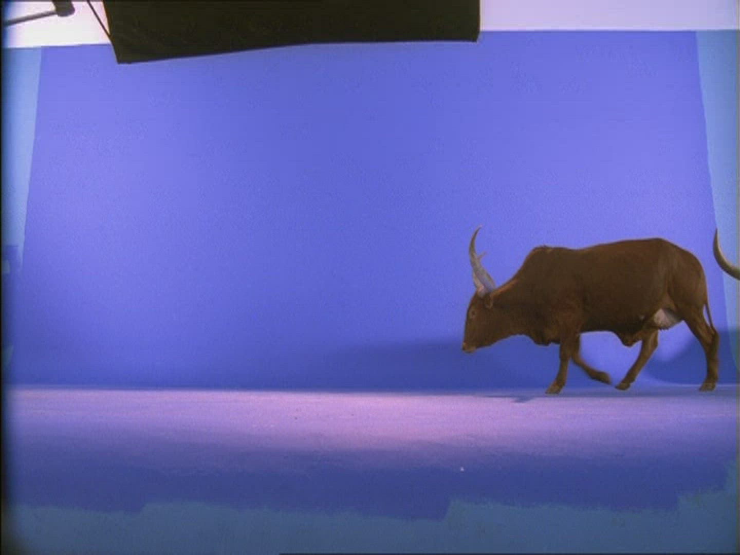 466129434 / Watussi Cattle / Compositing