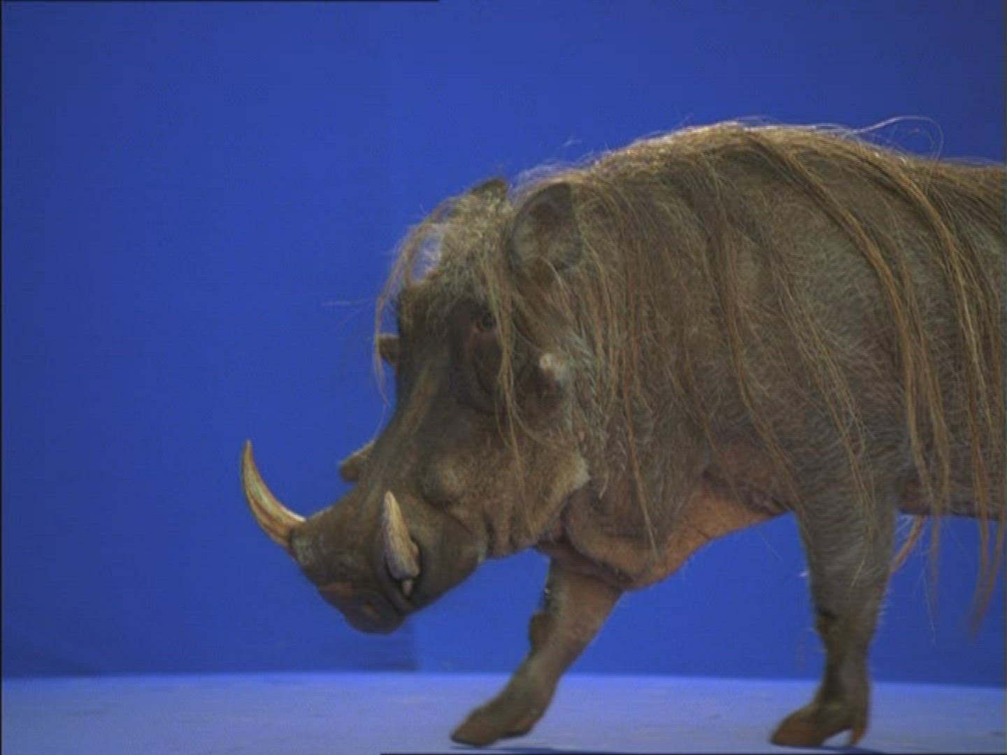 591528451 / Warthog / Compositing