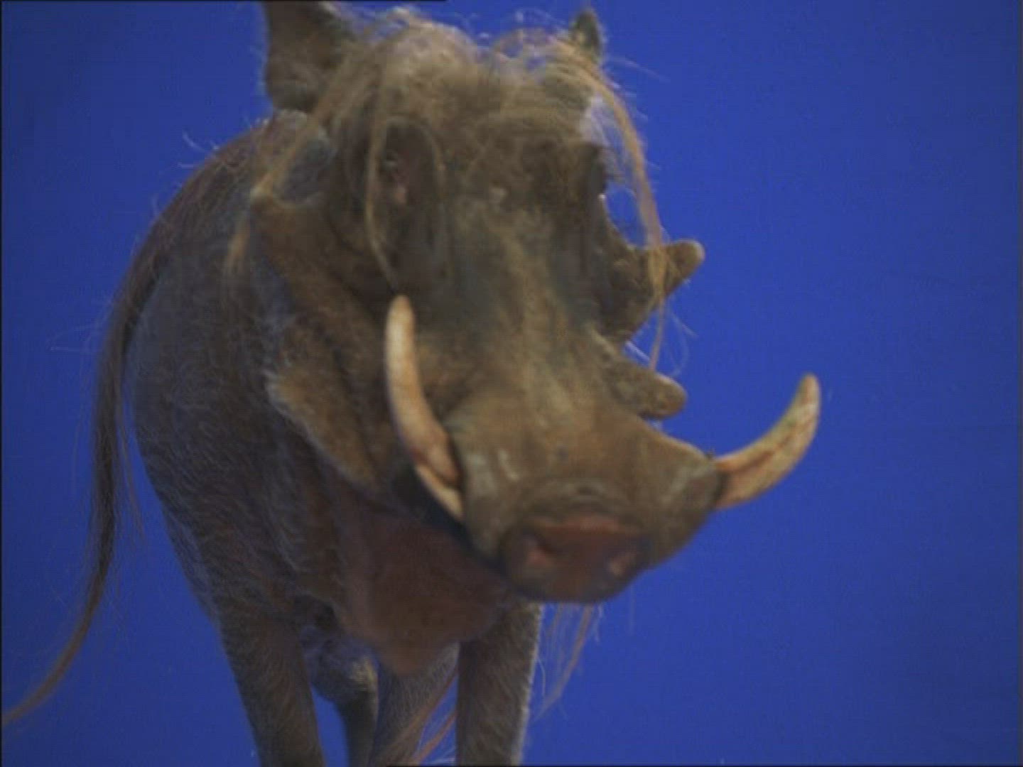 265444084 / Warthog / Compositing