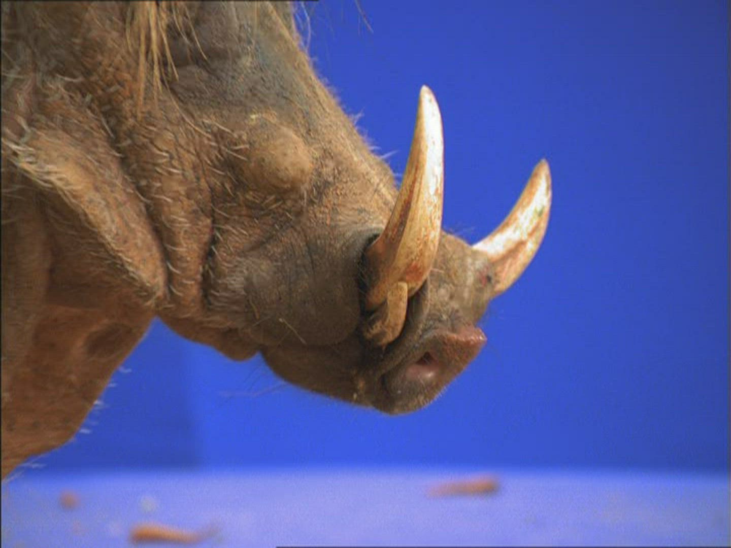 845011932 / Warthog / Compositing