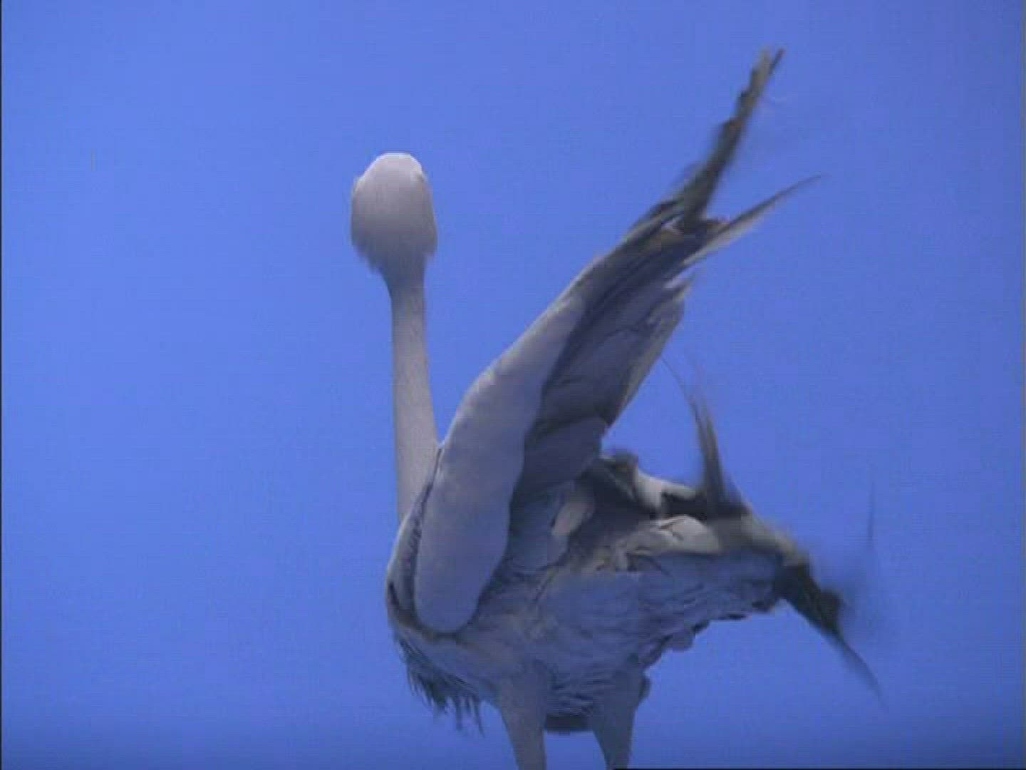 164850347 / Blue Crane / Compositing