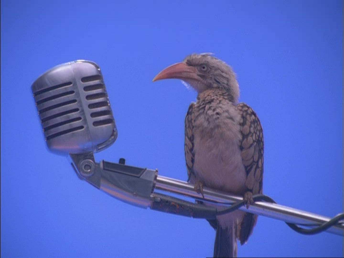 751670436 / Hornbill / Microphone / Compositing